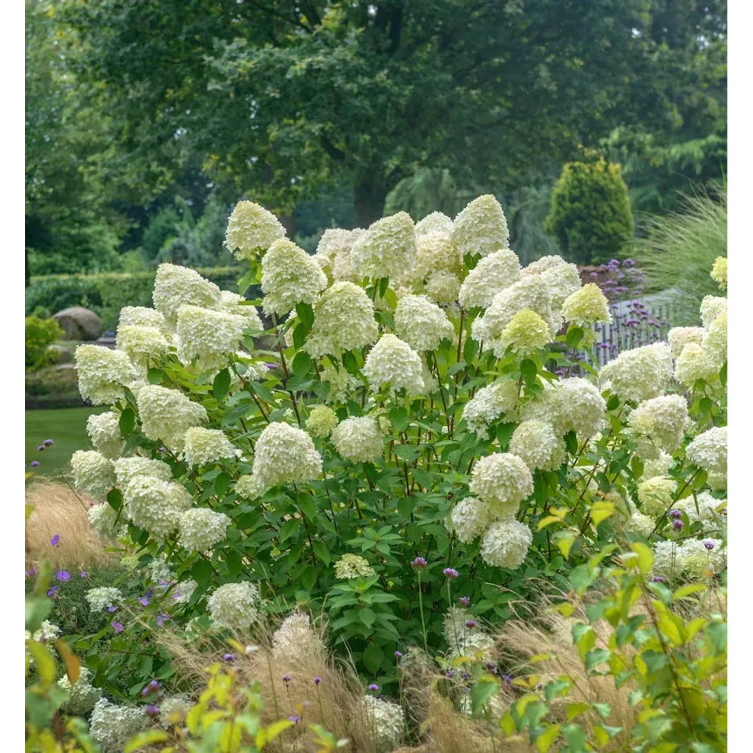 Bild von Zwerg-Hortensie Limetta 30-40cm - Hydrangea arborescens