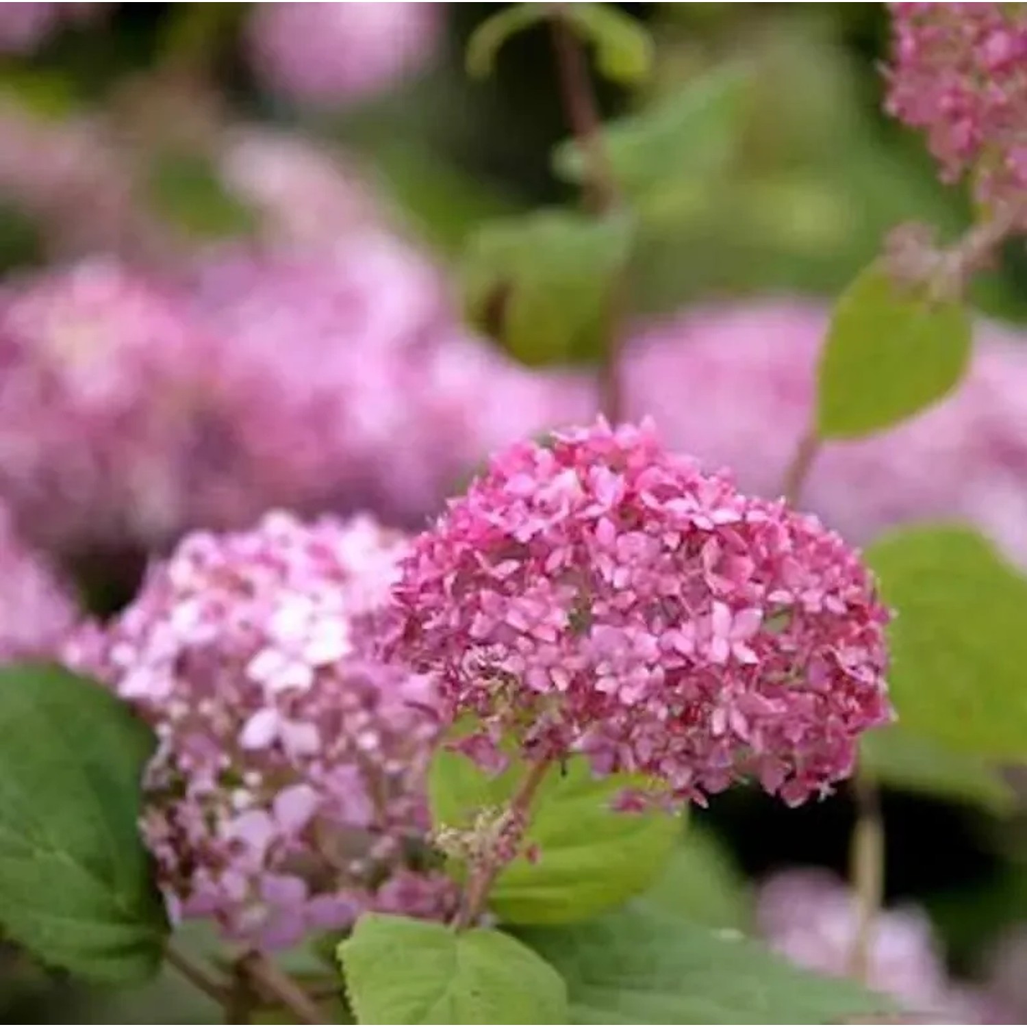 Bild von Ballhortensie Pink Annabelle 20-30cm - Hydrangea arborescens