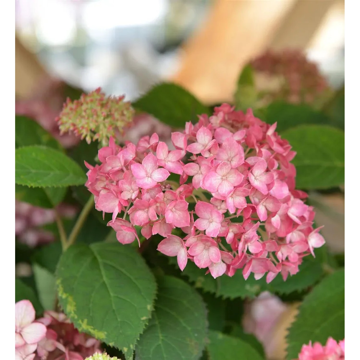 Bild von Ballhortensie Ruby Annabelle 20-30cm - Hydrangea arborescens