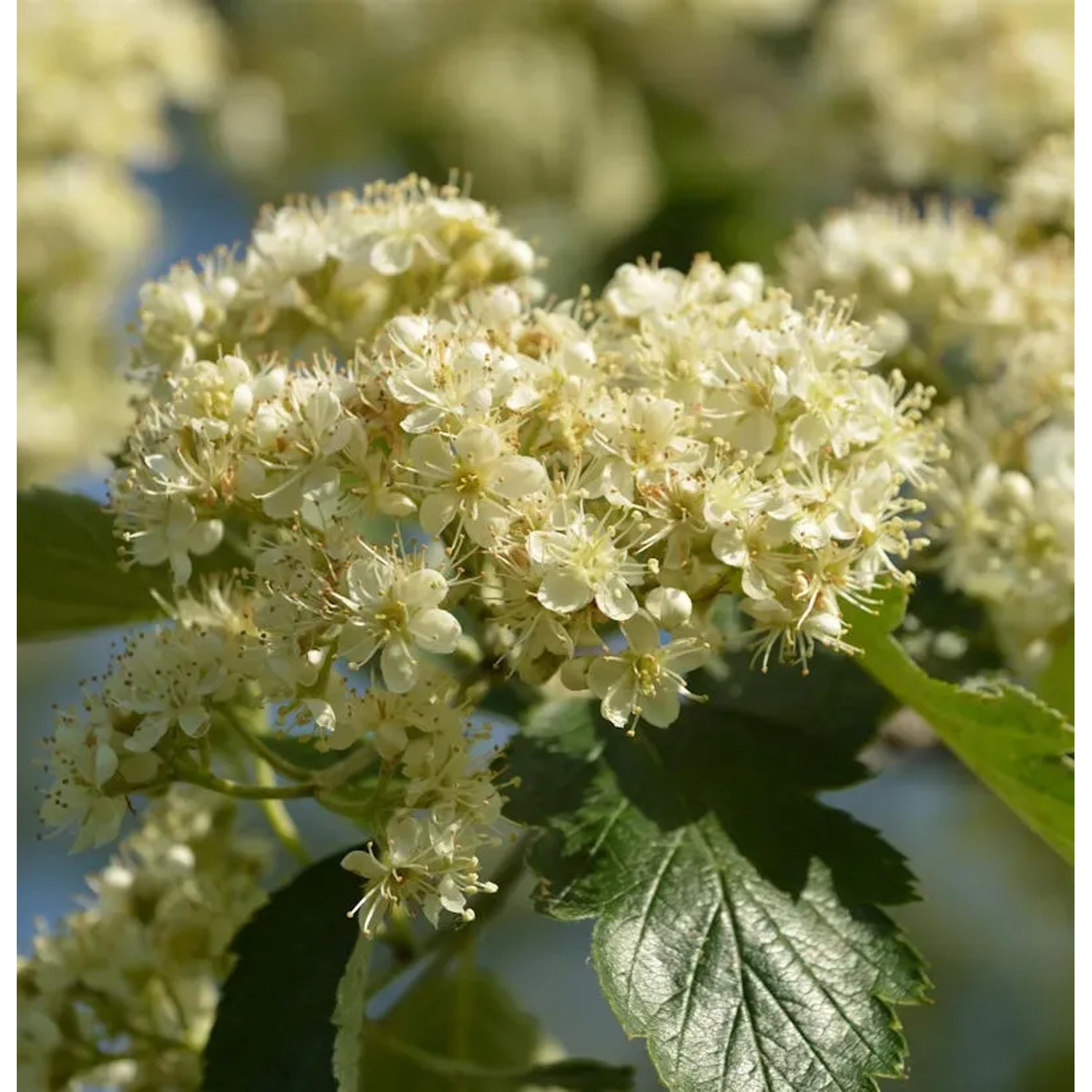 Bild von Schwedische Mehlbeere 100-125cm - Sorbus aria