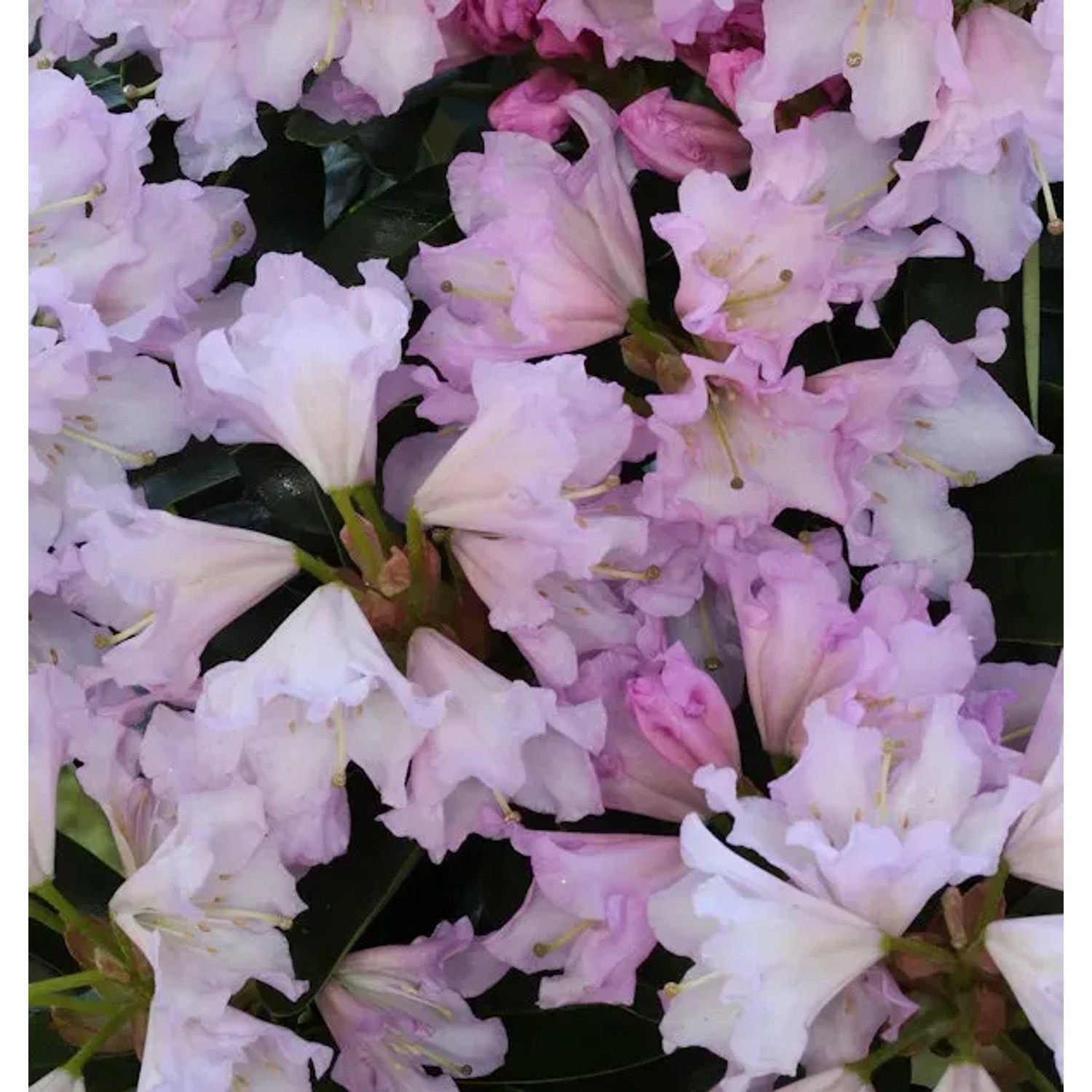 Bild von Großblumige Rhododendron Dufthecke Rosa 50-60cm - Alpenrose