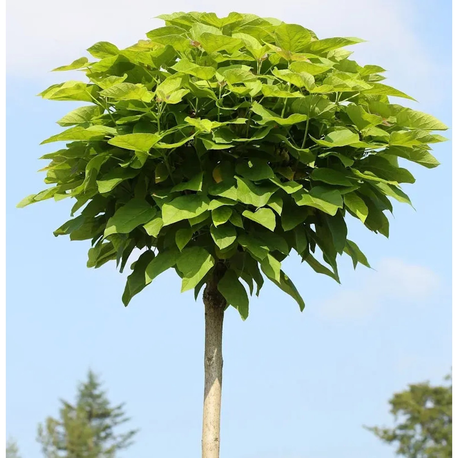 Bild von Hochstamm Trompetenbaum 60-80cm - Catalpa bignonioides