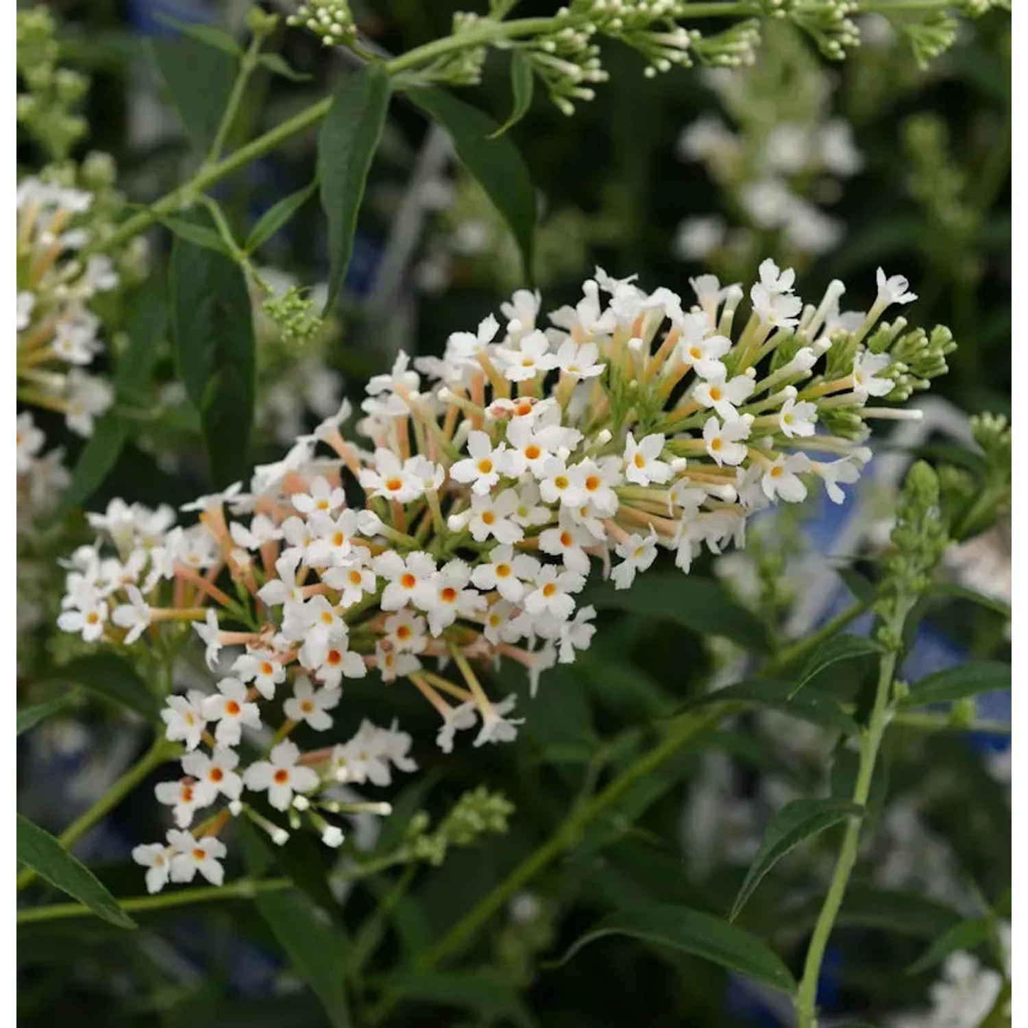 Bild von Zwerg Hänge Sommerflieder Little White 25-30cm - Buddleja