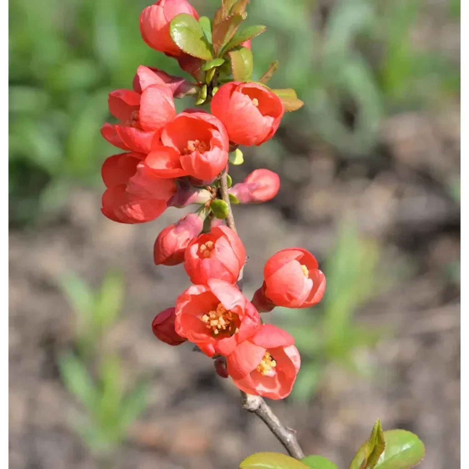 Bild von Zierquitte Fusion 40-60cm - Chaenomeles