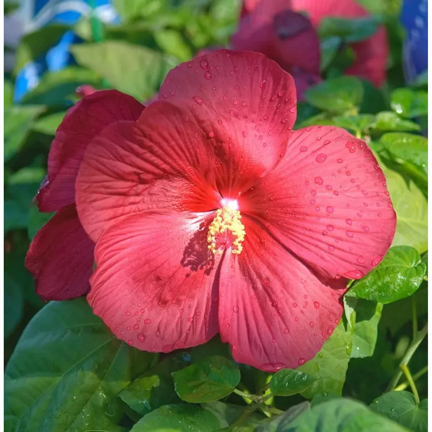Bild von Staudeneibisch Summerific Summer in Paradise 30-40cm - Hibiscus moscheutos
