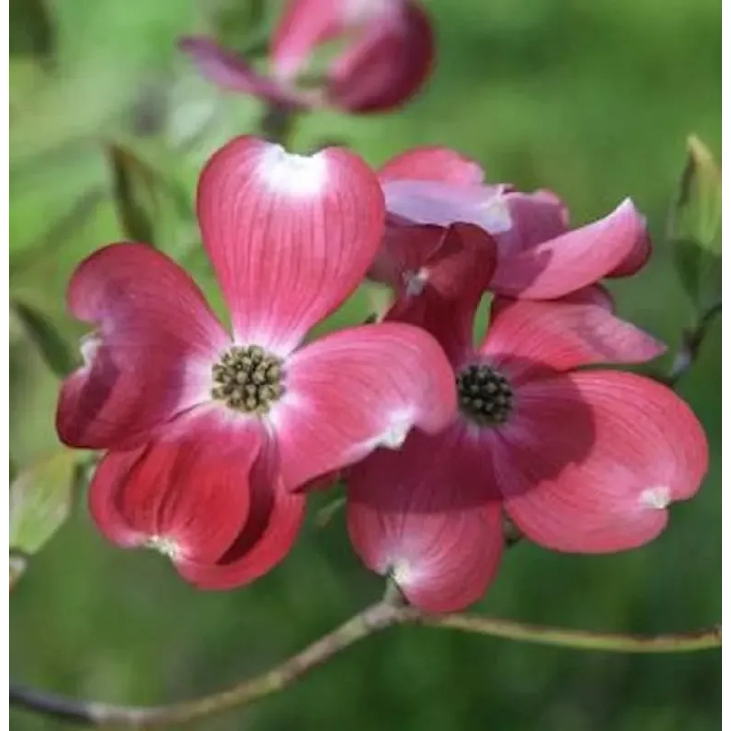 Bild von Amerikanischer Blumen Hartriegel Cherokee Princess 40-60cm - Cornus florida