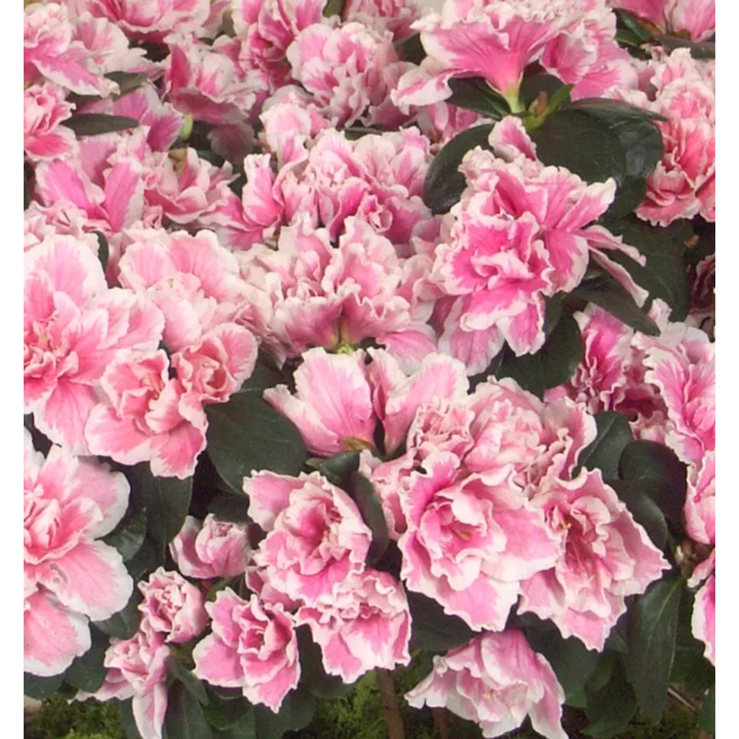 Bild von Japanische Azalee Melle 40-50cm - Rhododendron obtusum - Zwerg Alpenrose