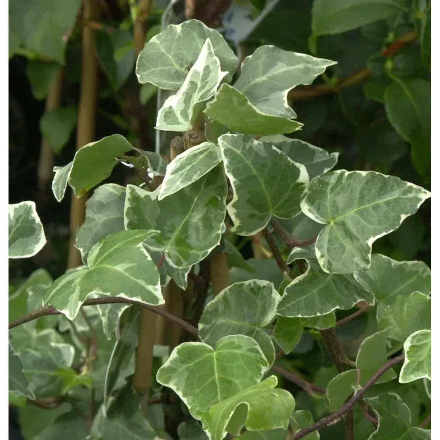Bild von Efeu Glacier 40-60cm - Hedera helix