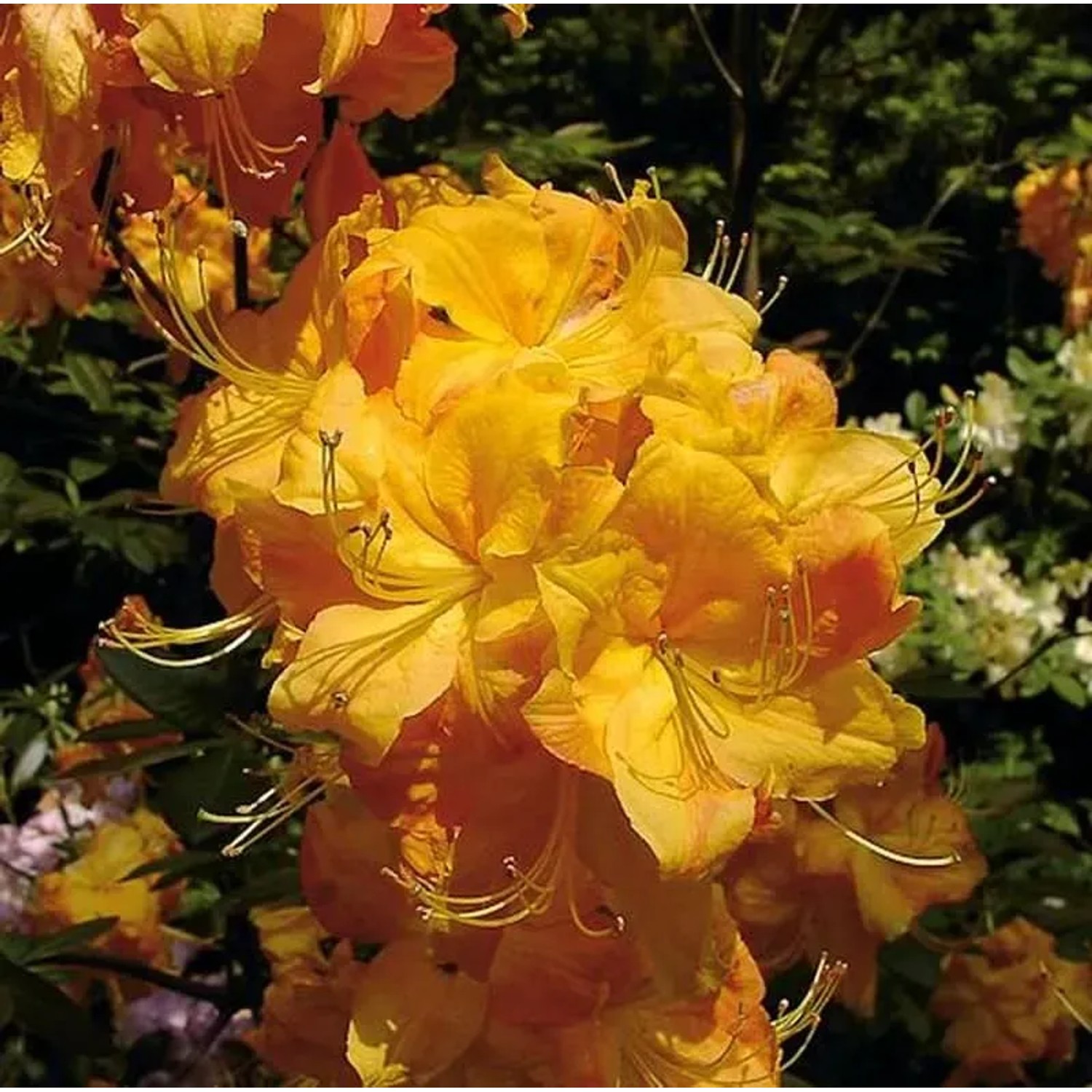 Bild von Azalee Klondyke 60-70cm - Rhododendron luteum - Alpenrose