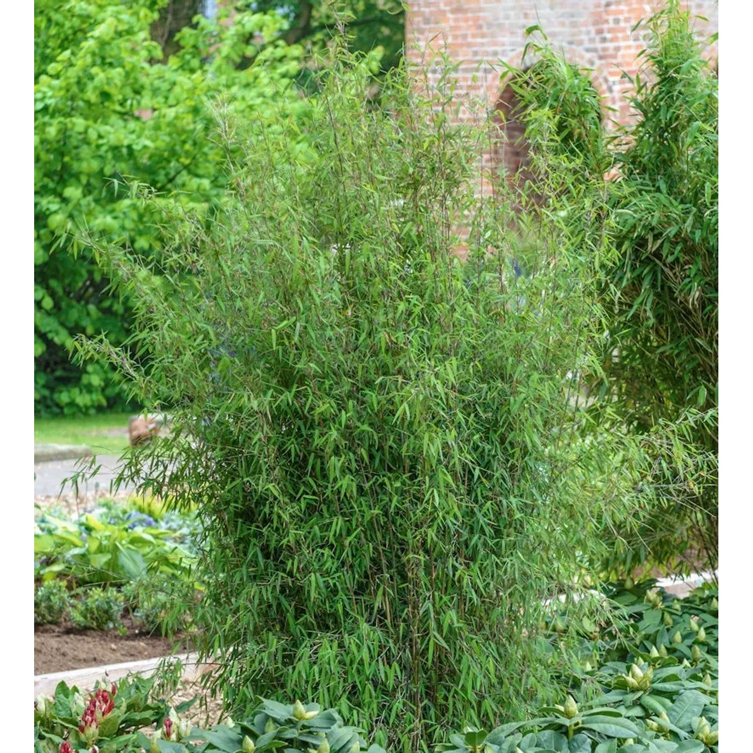 Bild von Gartenbambus Jiuzhaigou-4 100-125cm - Fargesia