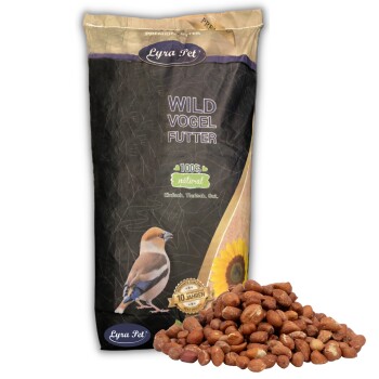 Bild von Lyra Pet® | 20 kg Erdnusskerne mit Haut | Wildvogelfutter Ganzjährig | Ballasttoffreiches Vogelfutter | Erdnüsse für Wildvögel | Energie durch Hohen Fettanteil | Ideal für Tauben & Größere Vögel