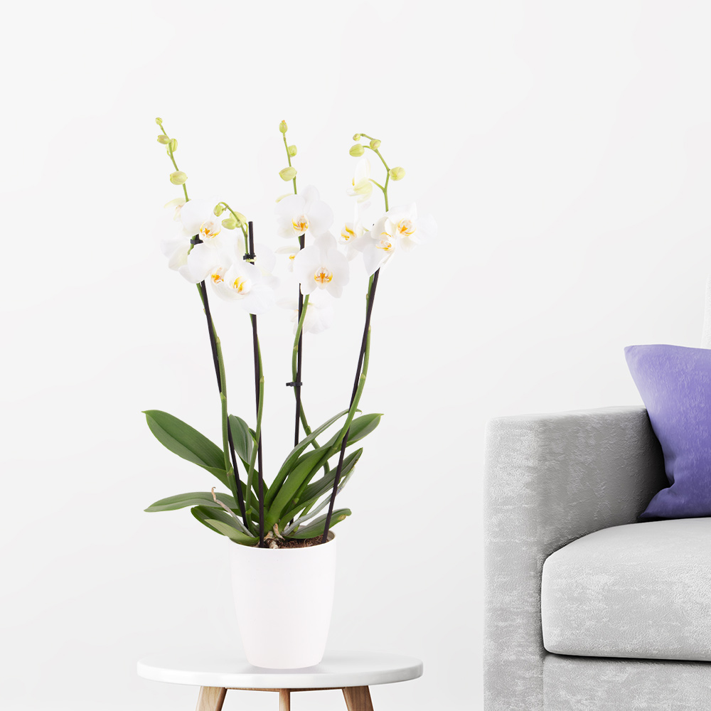 Bild von Weiße Orchidee (vier Rispen) + gratis Topf | +/- 60 cm | ø 12 cm | Phalaenopsis