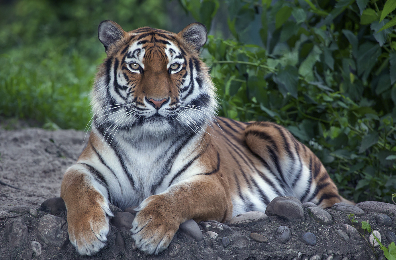 Bild von JOCHEN SCHWEIZER Geschenkgutschein: Löwen und Tiger füttern in Lüdinghausen (3,5 Stunden)