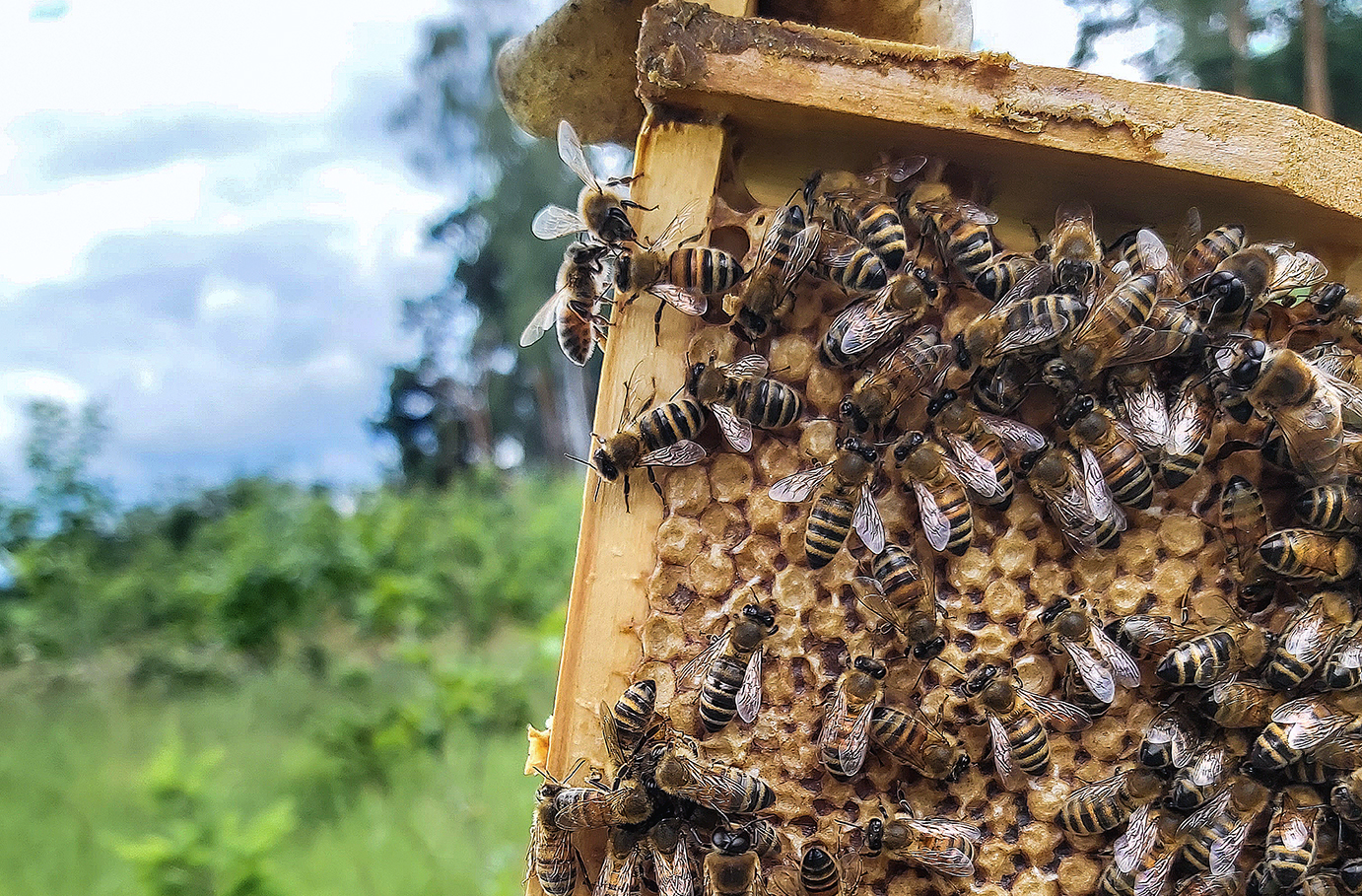 Bild von Bienenvolk erstellen Wunstorf