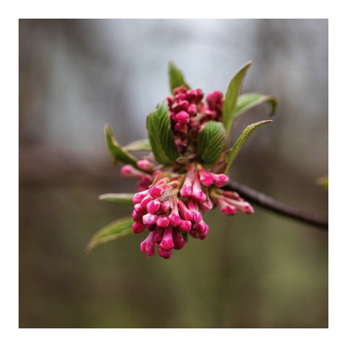 Bild von Winter-Schneeball 'Dawn' (Viburnum bodnantense 'Dawn') – Der blühende Zierstrauch für Garten und Balkon