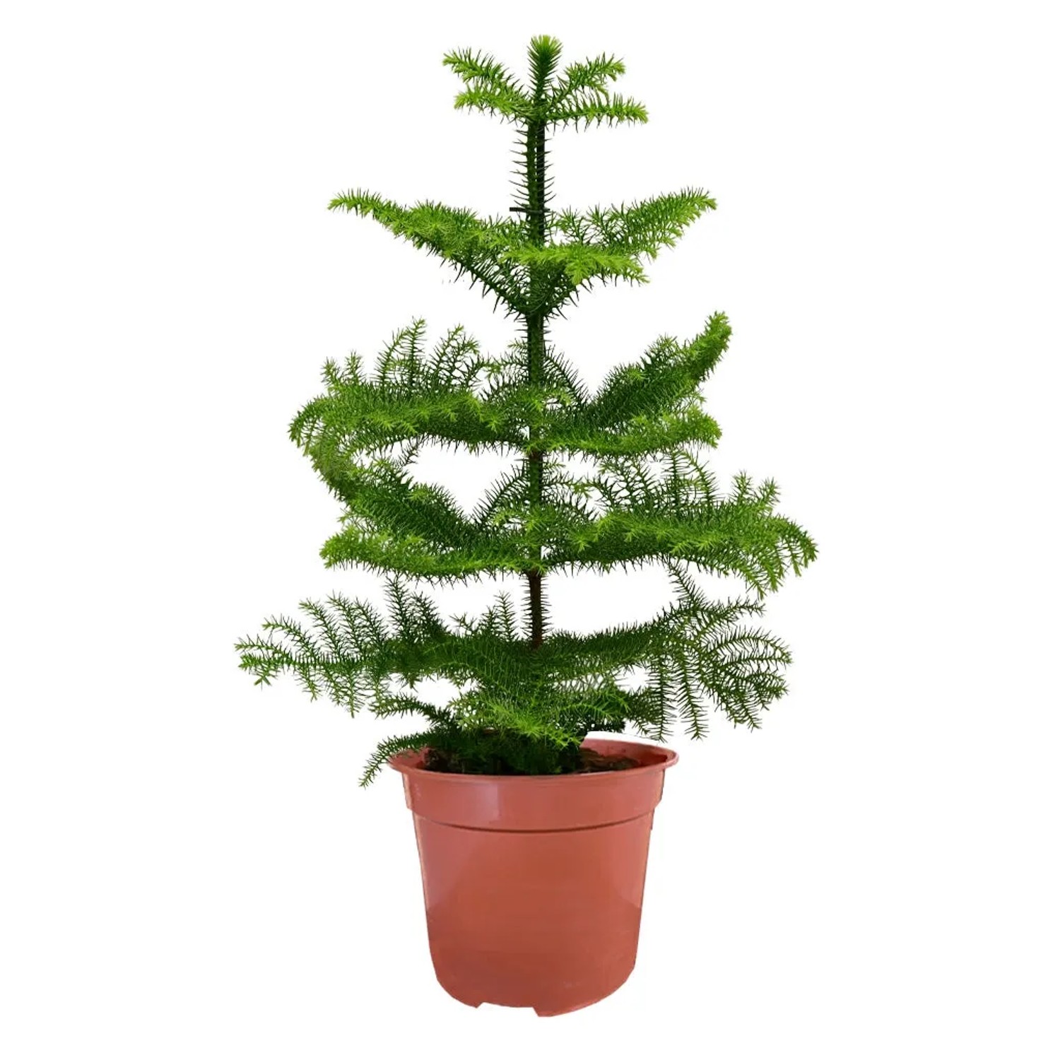 Bild von Green Me Up Große Zimmertanne 100 - 110 cm