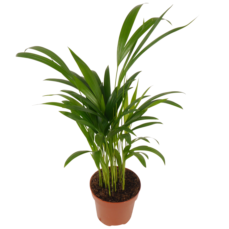 Bild von Luftverbesserer Bergpalme 12 cm Topf