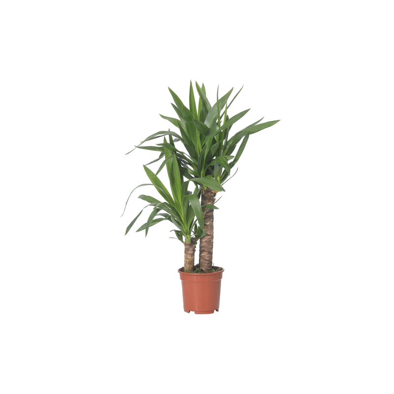 Bild von Luftverbesserer Yucca 2-stämmig 17 cm Topf