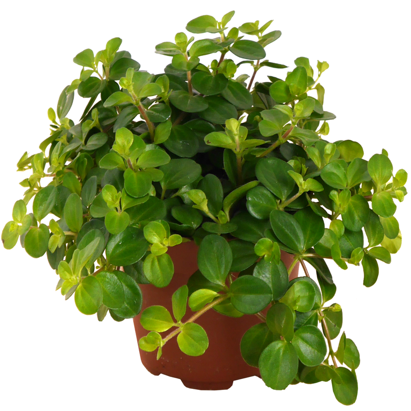 Bild von Eden Collection Rundblättrige Peperomie 10.5 cm Topf