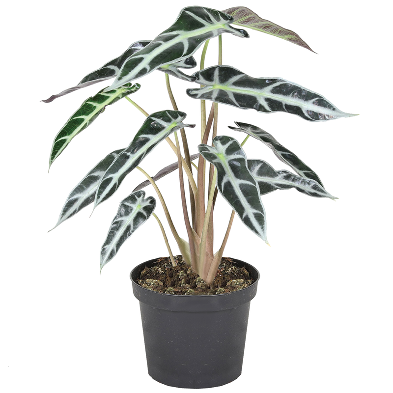 Bild von Alocasia 'Bambino' 9 cm Topf
