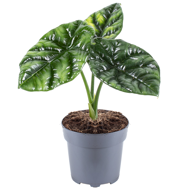 Bild von Alocasia 'Sinuata' 11 cm Topf