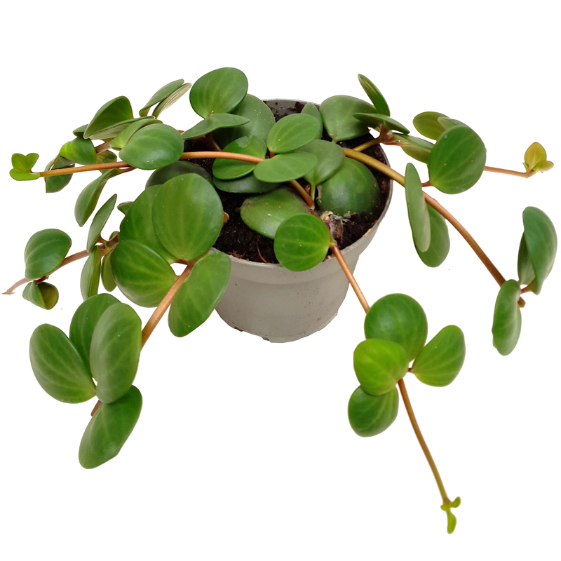 Bild von Peperomie pecunifolia 'Hope' im 11 cm Topf