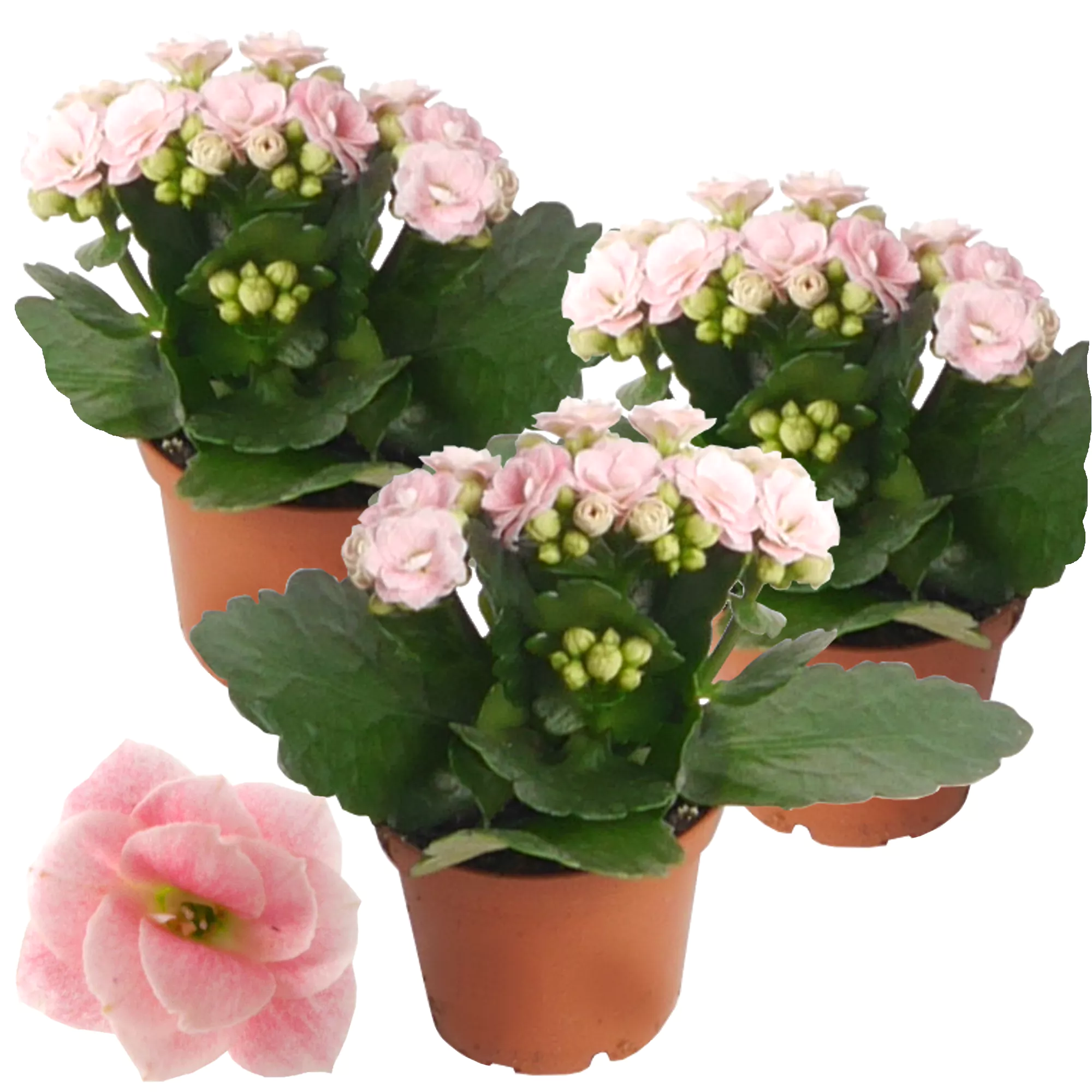 Bild von toom Kalanchoe gefüllt rosa 7 cm Topf, 3er-Set