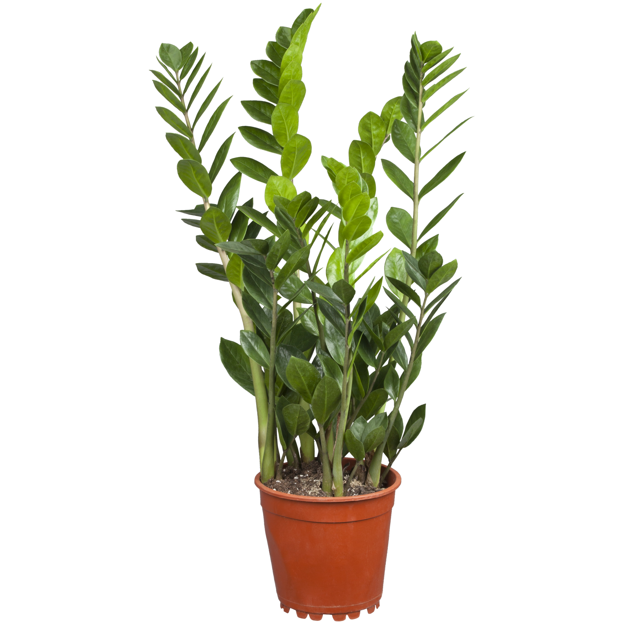 Bild von toom Glücksfeder 21 cm Topf