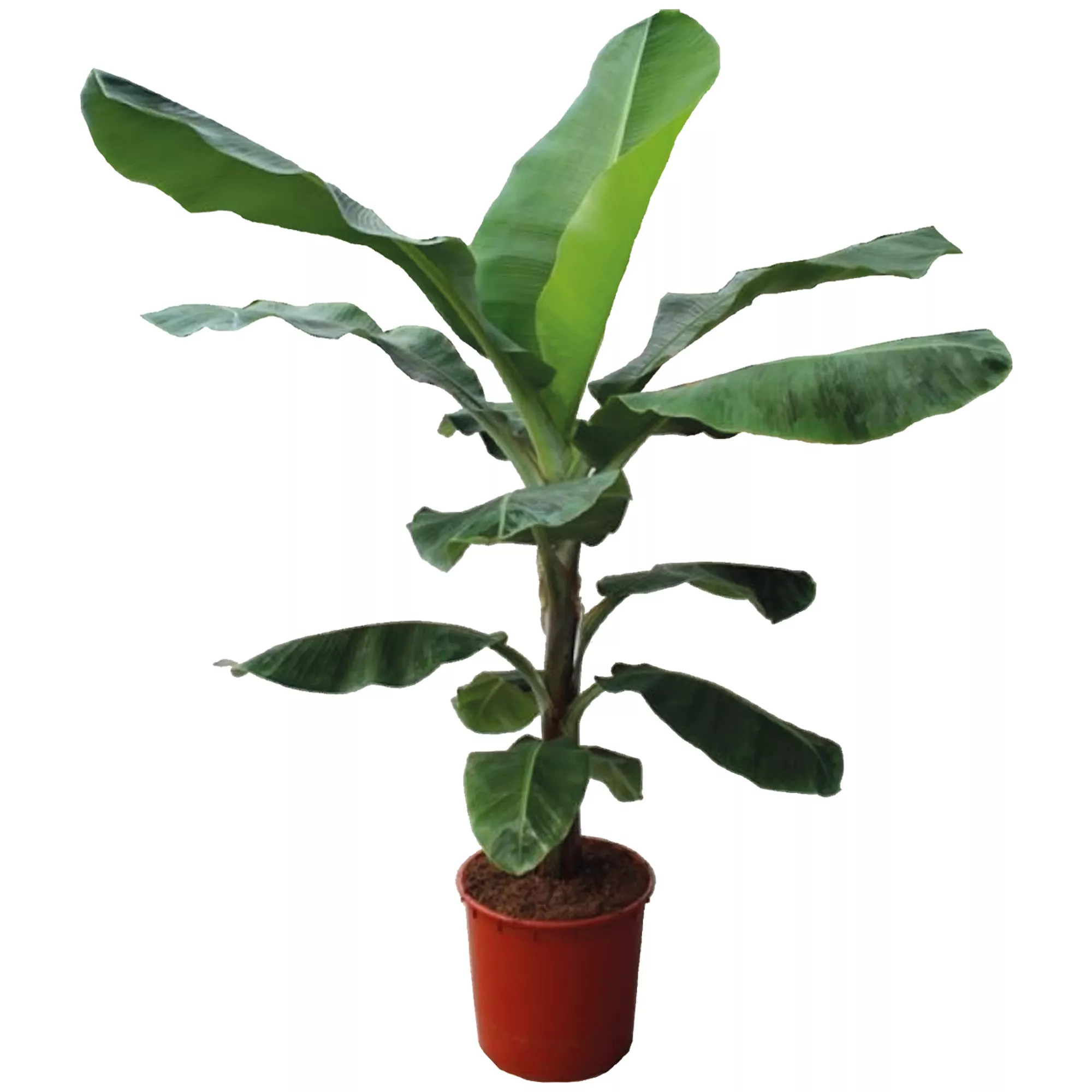 Bild von Banane 'Dwarf Cavendish' 45 cm Topf