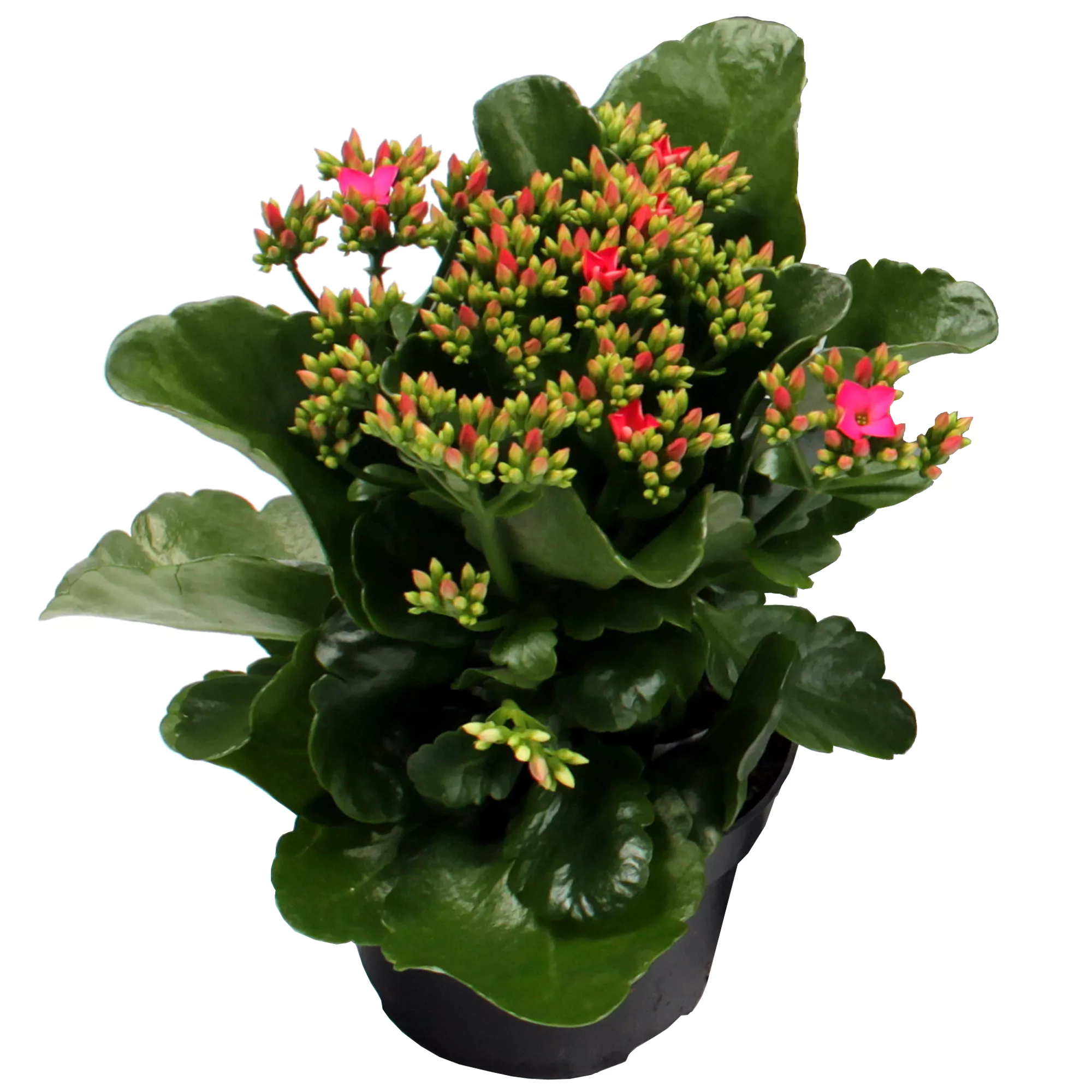 Bild von toom Kalanchoe rosa 10,5 cm Topf, einfach blühend