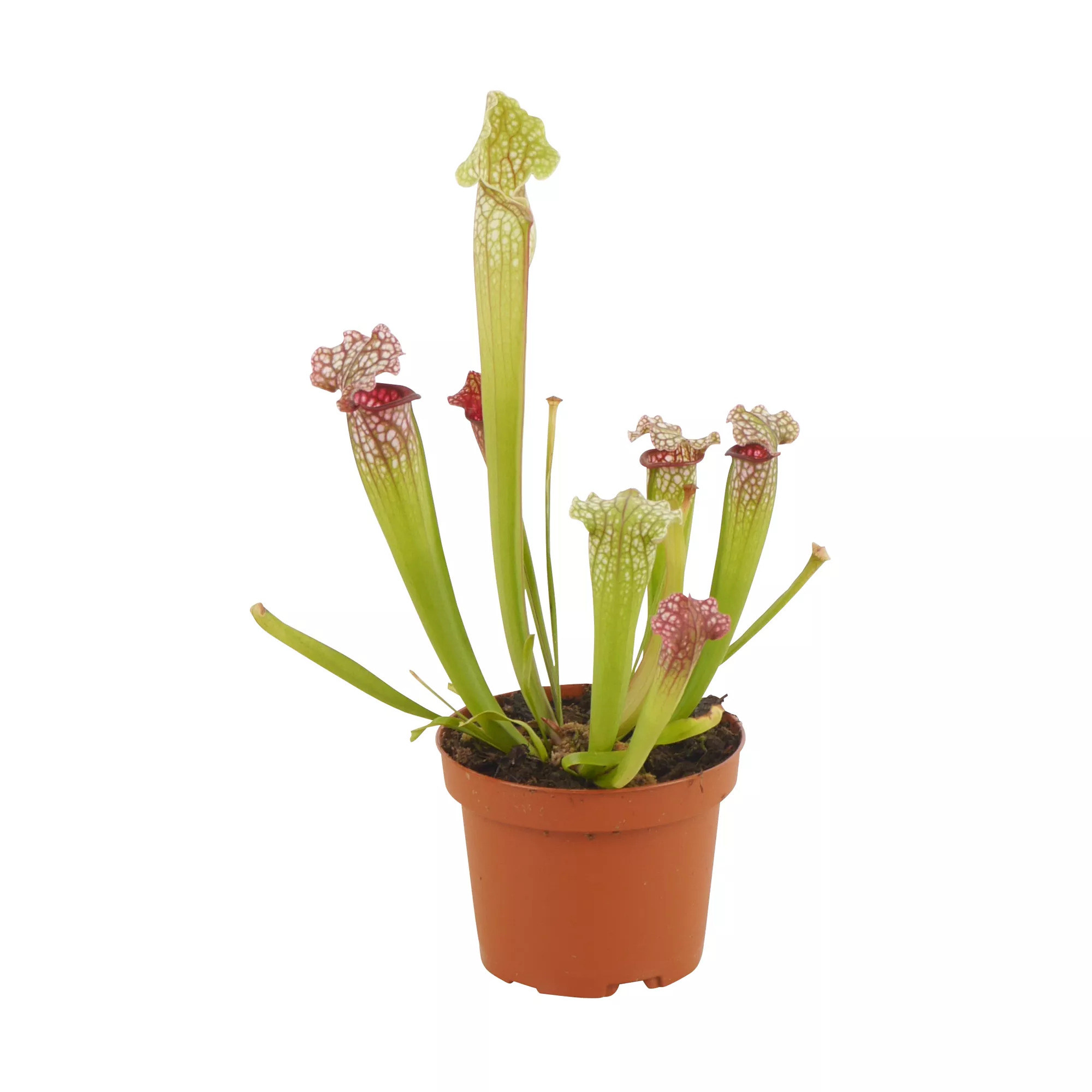 Bild von Schlauchpflanze 9 cm Topf
