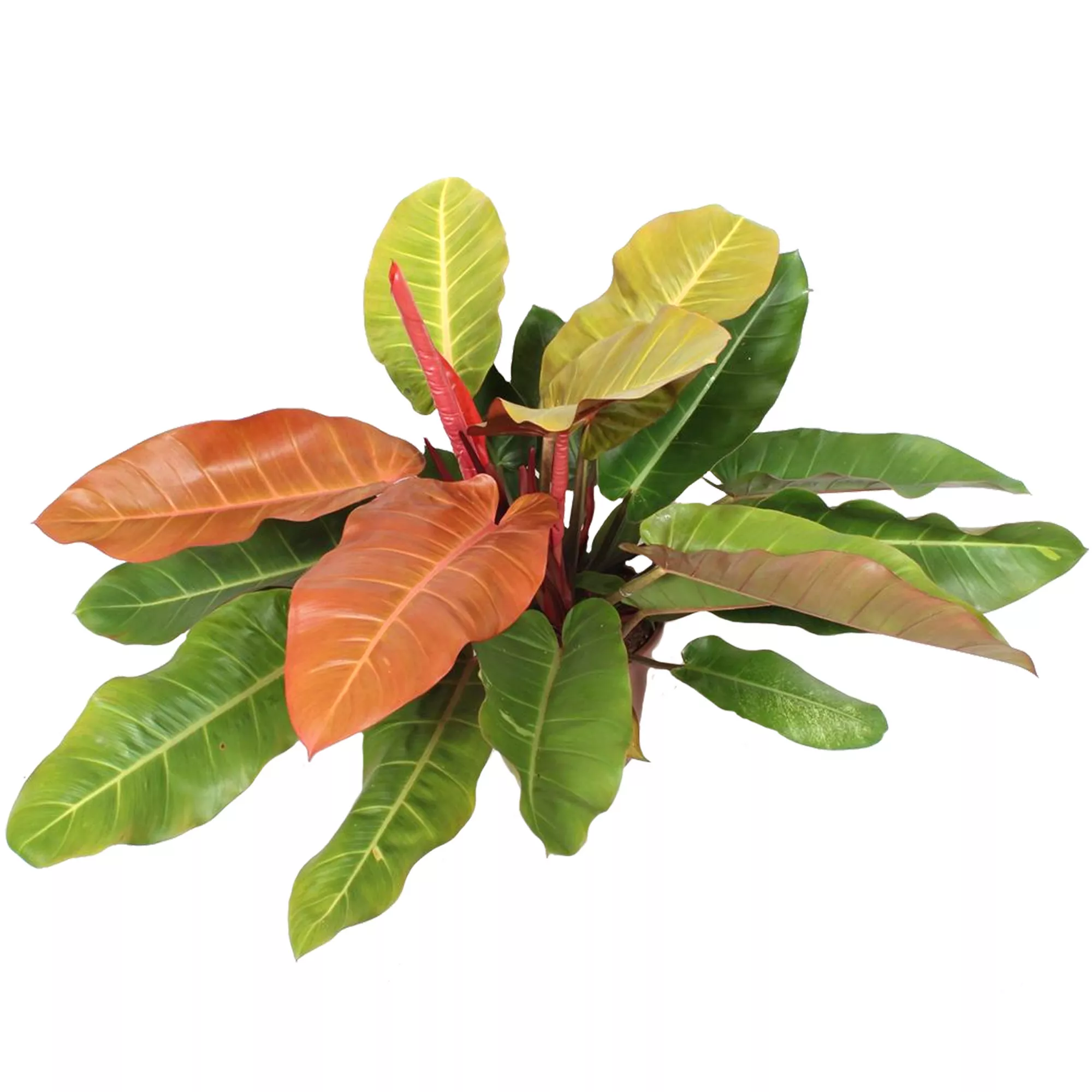Bild von Philodendron 'Prince of Orange' 27 cm Topf