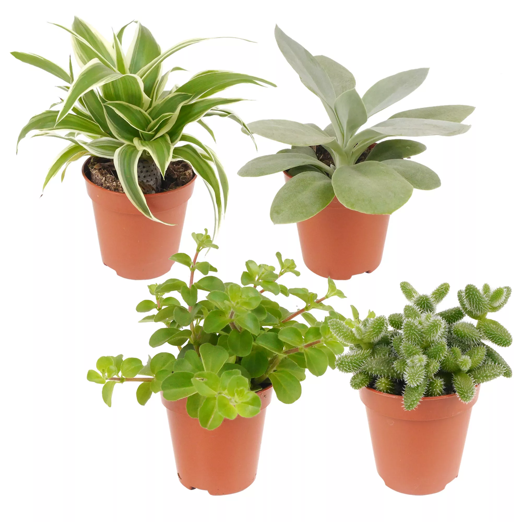 Bild von Mini Grünplanzen-Mix 6 cm Topf, 4er-Set