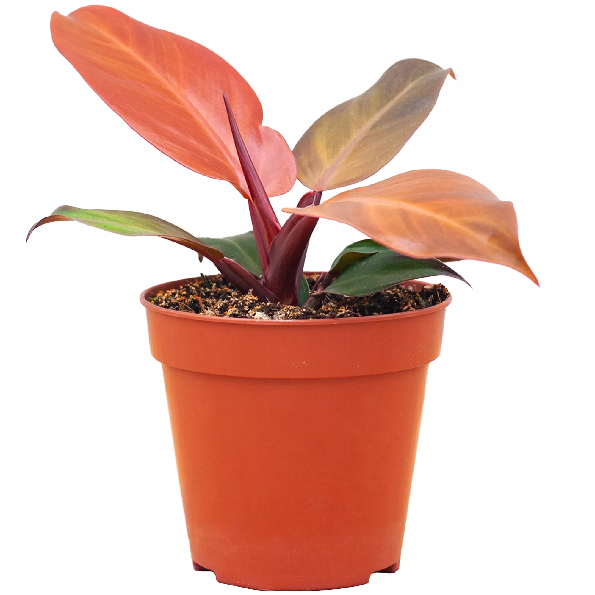 Bild von Philodendron 'McColley's Finale' 12 cm Topf