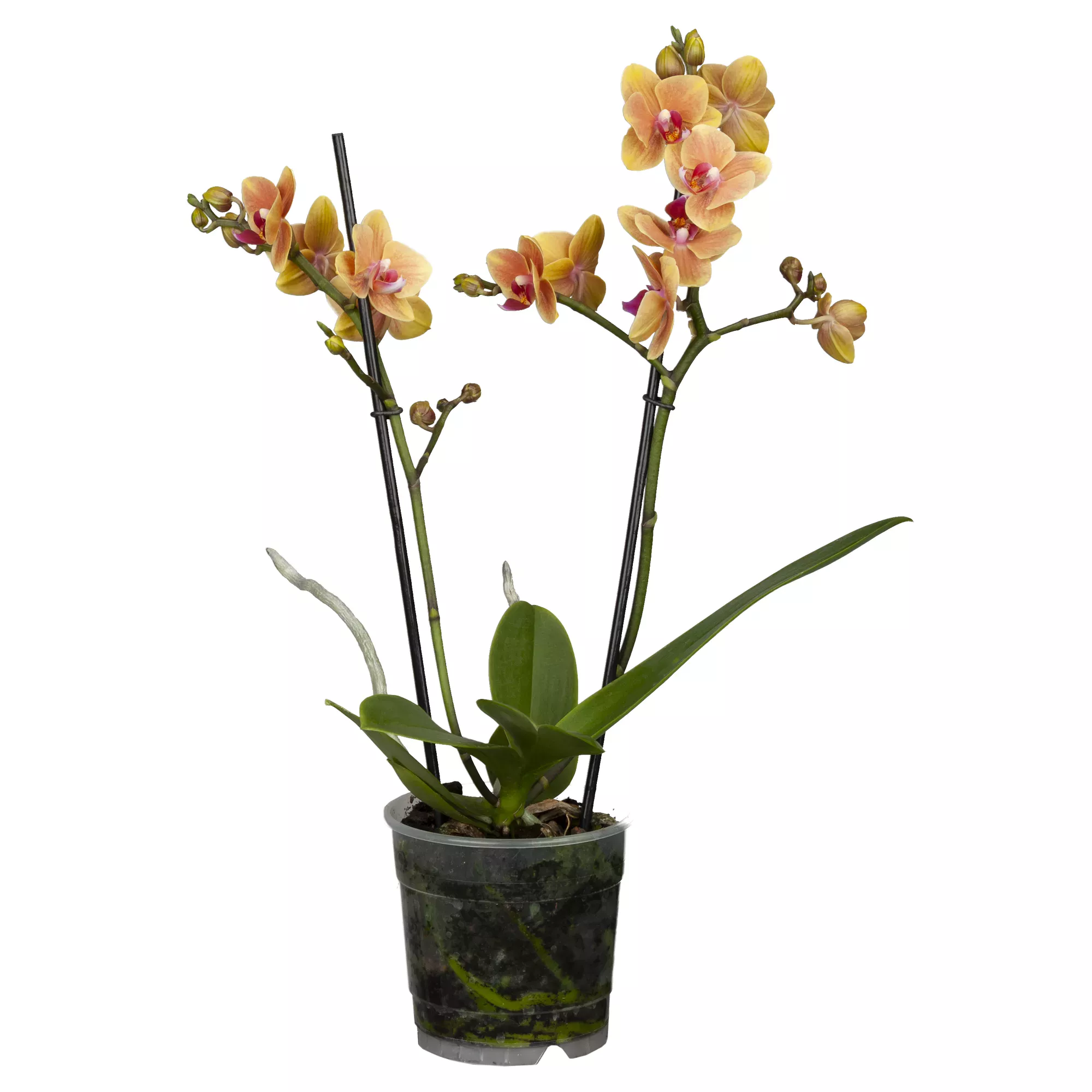 Bild von Schmetterlingsorchidee Multiflora 2 Rispen orange/gelb 9 cm Topf