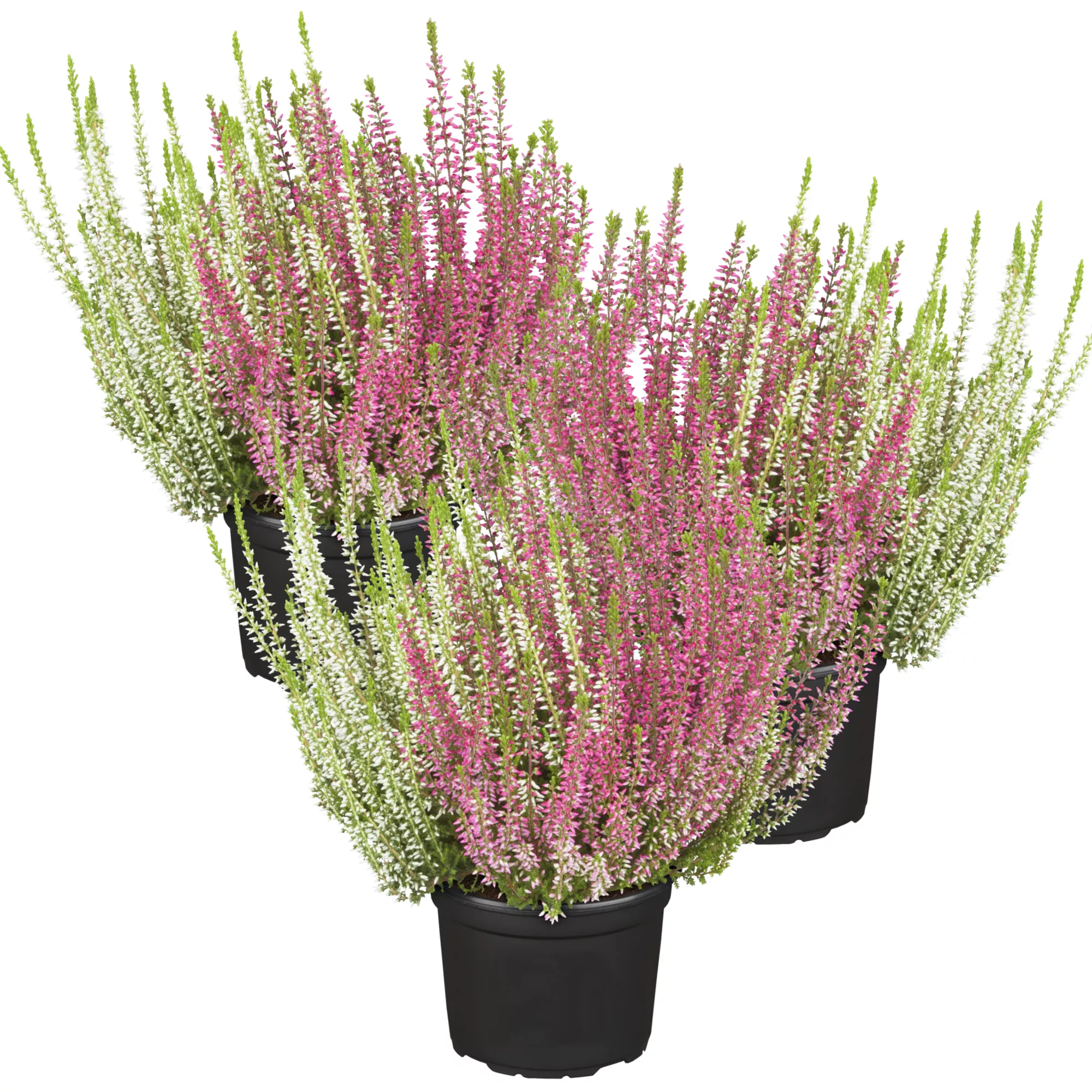 Bild von toom Knospenheide 'Gardengirls® Twin Girls' 12 cm Topf, 3er-Set