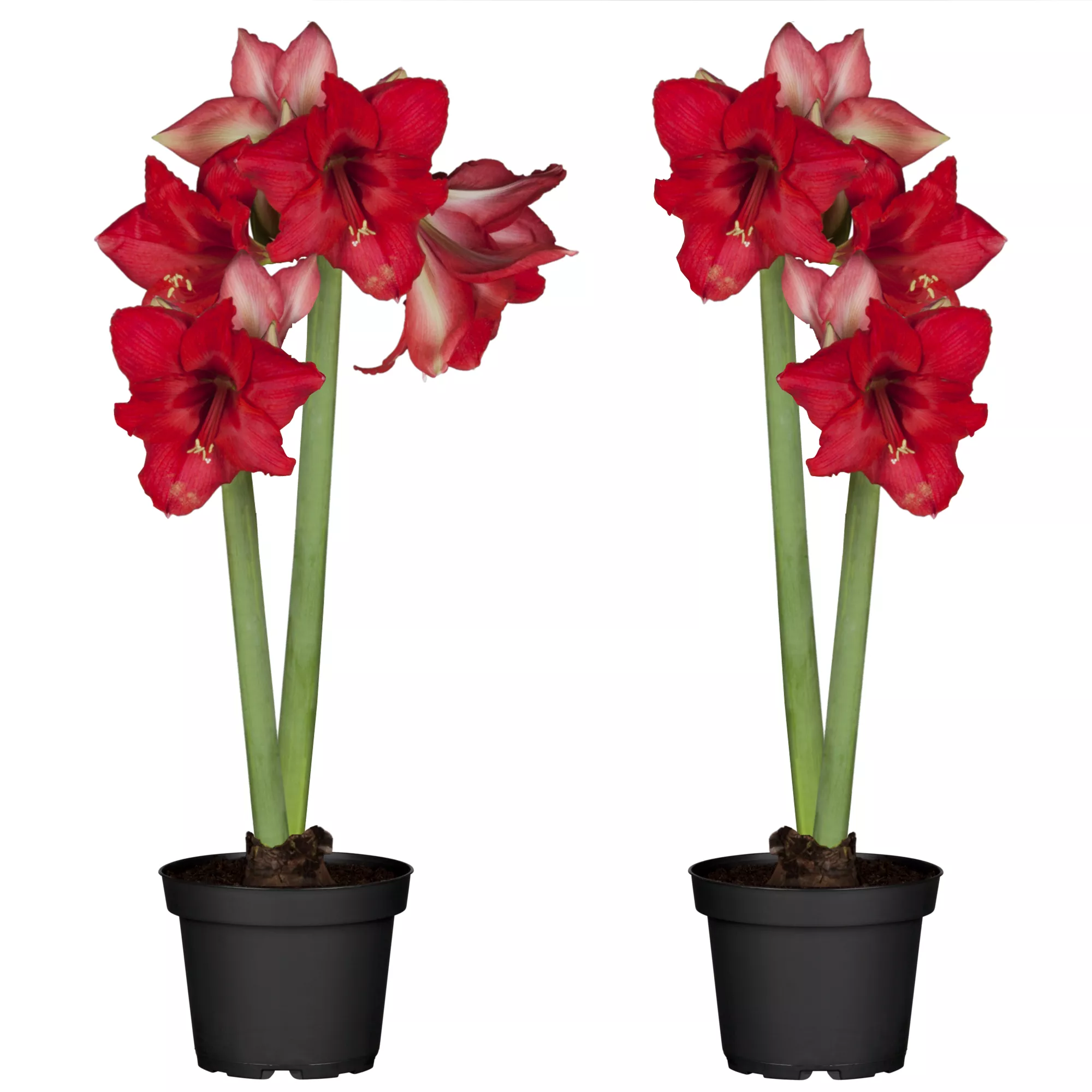 Bild von toom Amaryllis mit 2 Trieben rot 12 cm Topf, 2er-Set