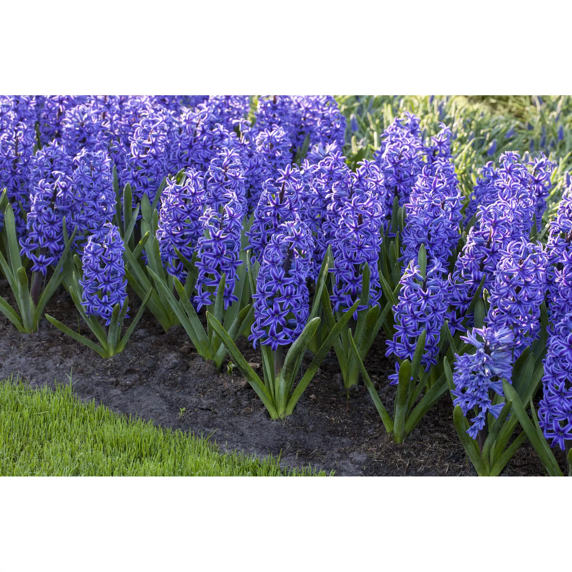 Bild von toom Hyazinthe blau, 12 cm Topf, 2er-Set