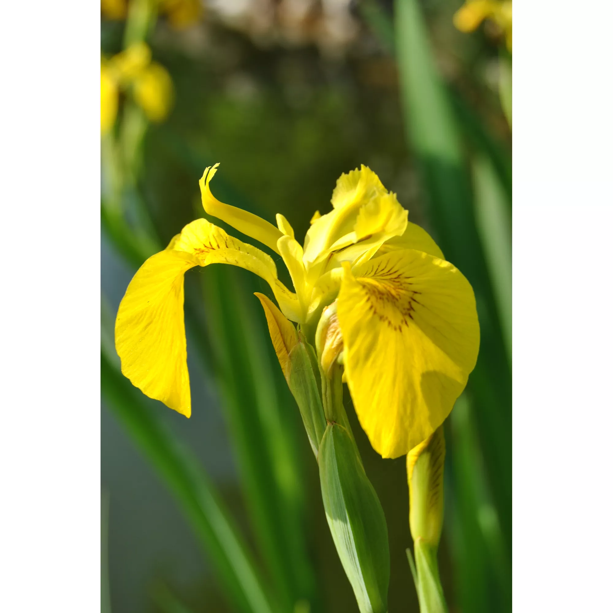 Bild von toom Gelbe Sumpfschwertlilie, 9 x 9 cm Topf, 3er-Set