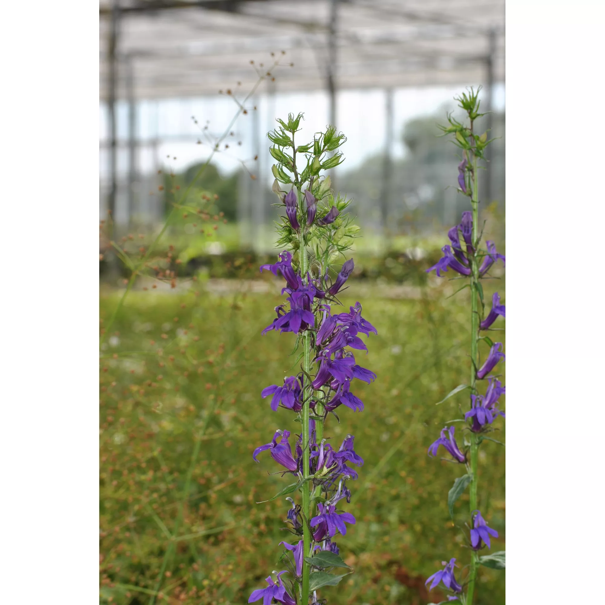 Bild von toom Purpurne Sumpflobelie, 9 x 9 cm Topf, 3er-Set