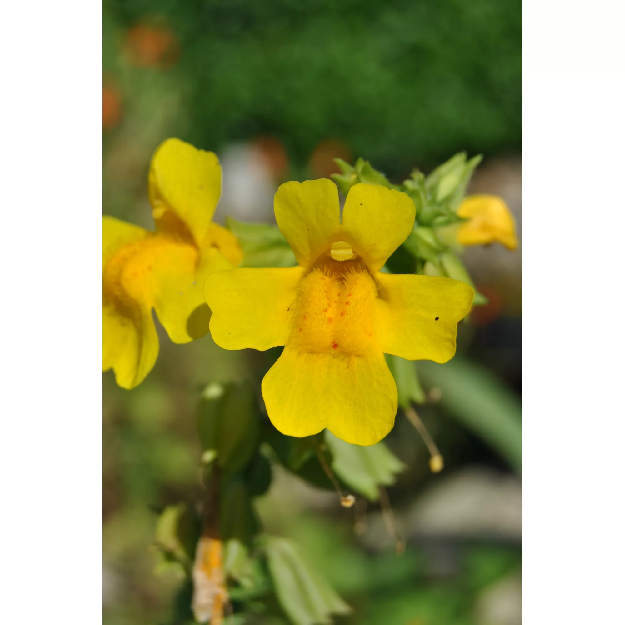 Bild von toom Gauklerblume, 9 x 9 cm Topf, 3er-Set