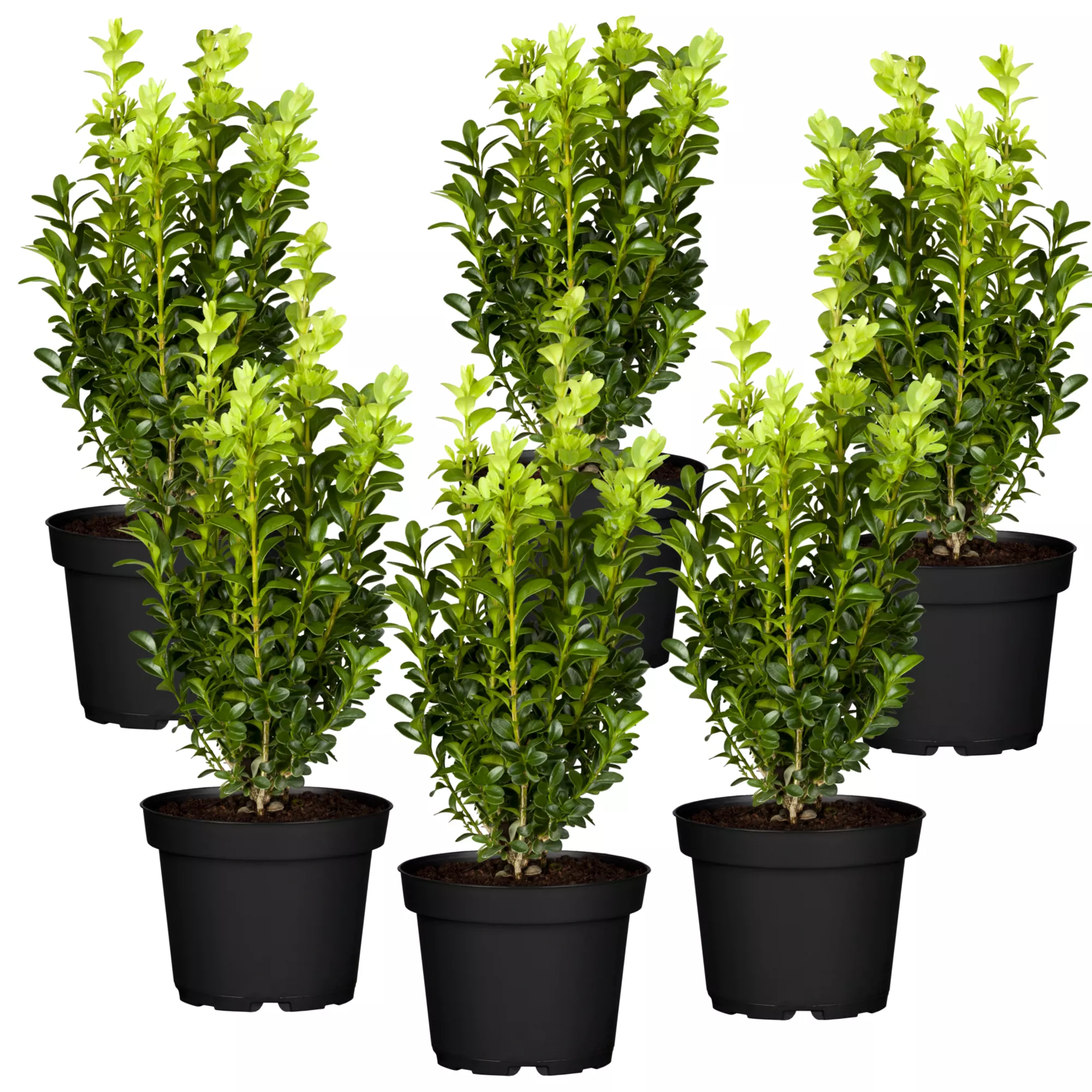Bild von toom Buchsbaum 6er-Set, 9 cm Topf