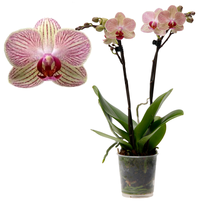 Bild von Schmetterlingsorchidee 'Nepal' 1 Rispe weiß | 9 cm Topf