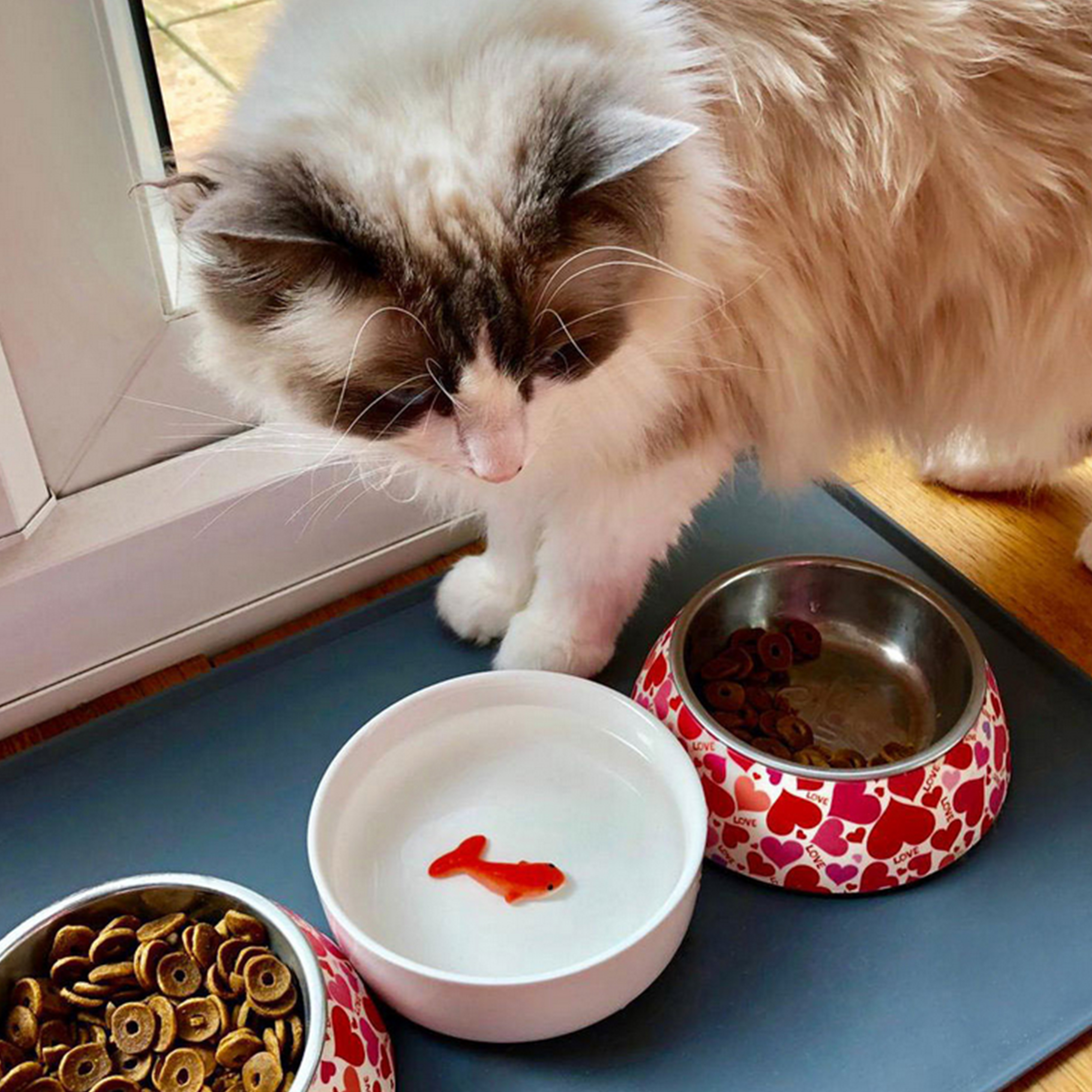 Bild von Suck UK Keramik-Katzennäpfe | Katzennapf für Wasser mit 3D-Fisch | Futter- und Bewässerungszubehör für Katzen | Interaktiver Katzen-Wassernapf für ausgewachsene Katzen &amp; Kätzchen | Neuheit Katzengeschenke &amp; Katzengeschenke für Katzenliebhaber