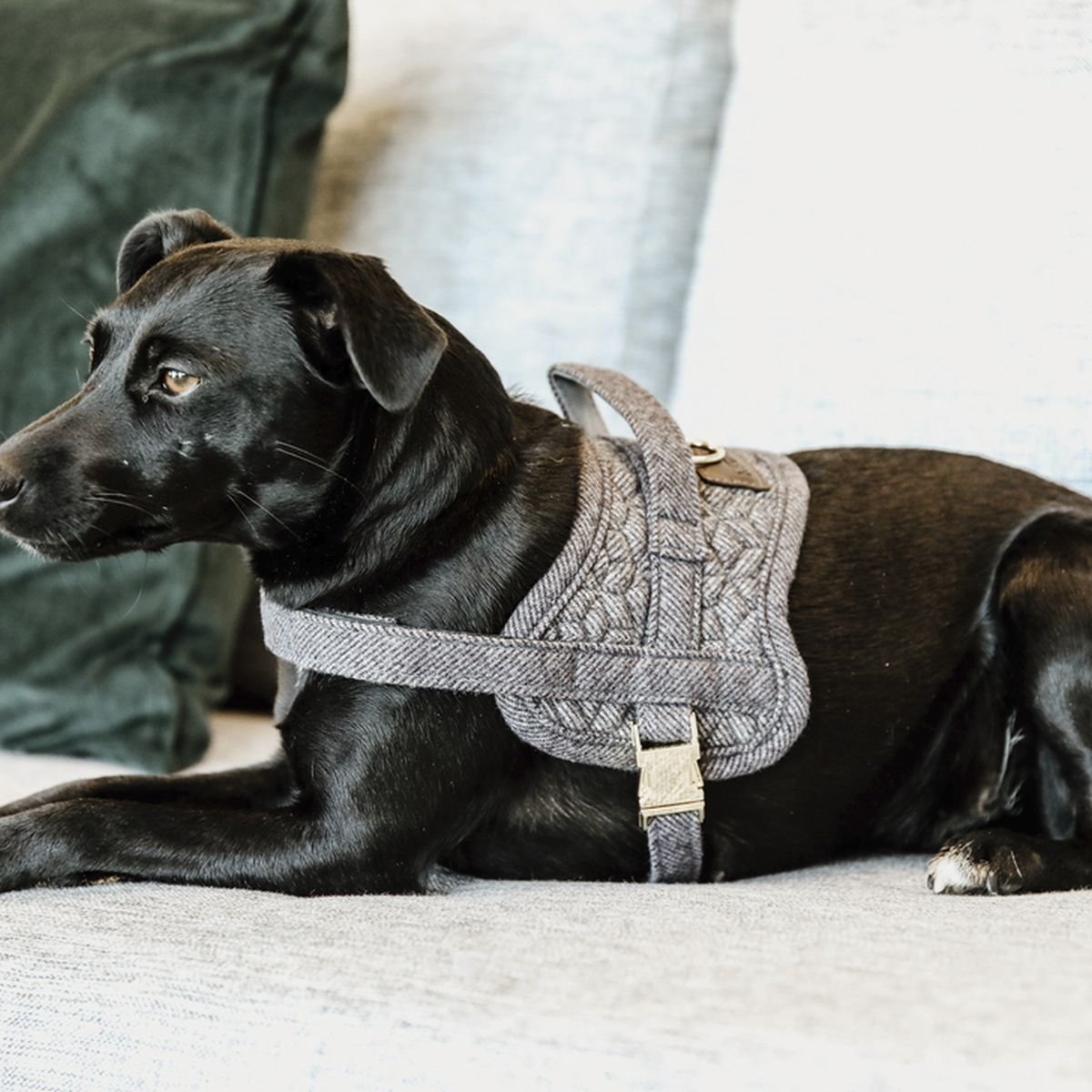 Bild von Kentucky Dogwear Hundegeschirr BODY SAFE WOOL grau L