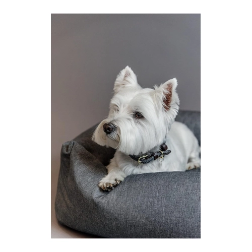 Bild von Kentucky Dogwear - Hundehalsband aus geflochtenem Nylon im Test