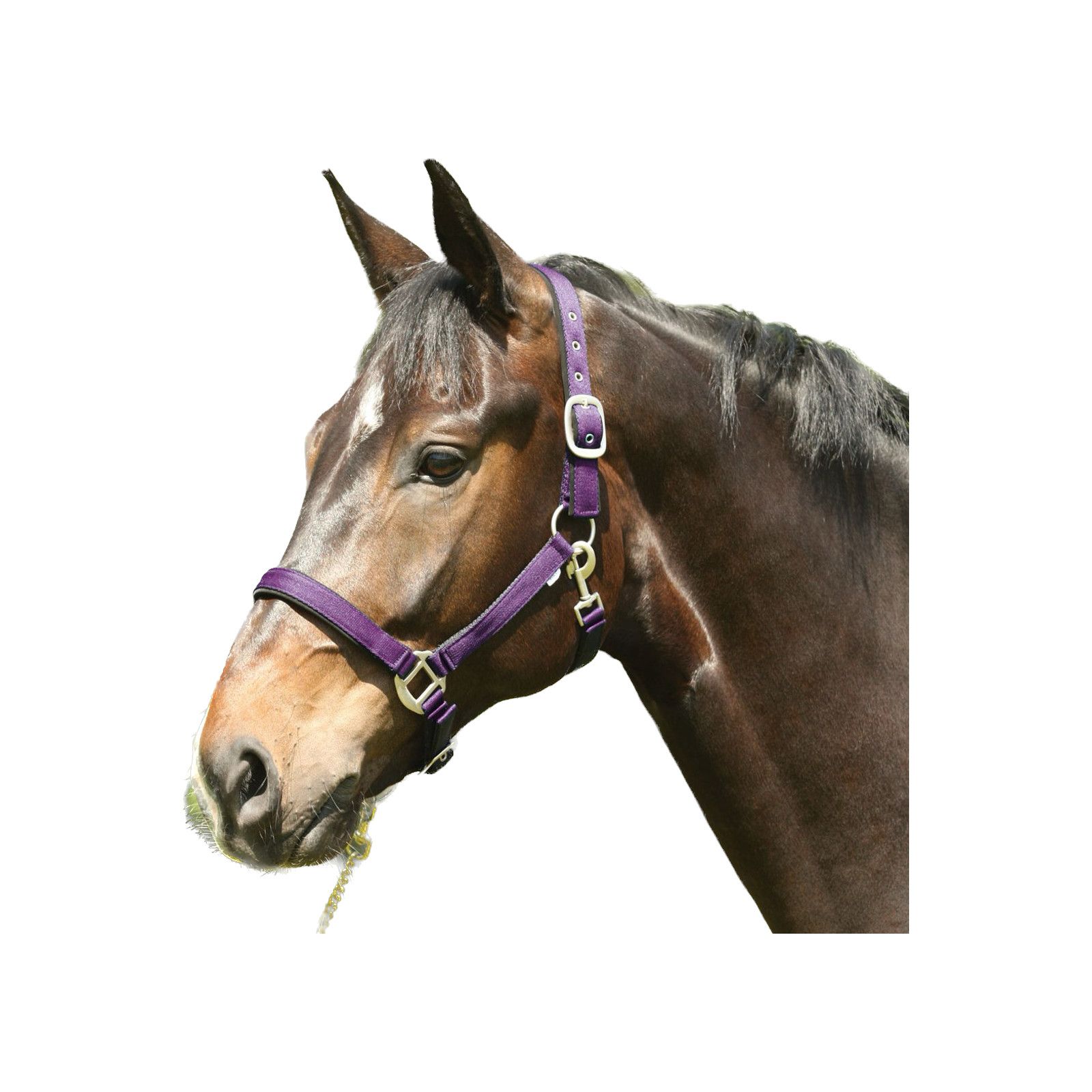 Bild von ELDORADO Nylon-Pferdehalfter Lea