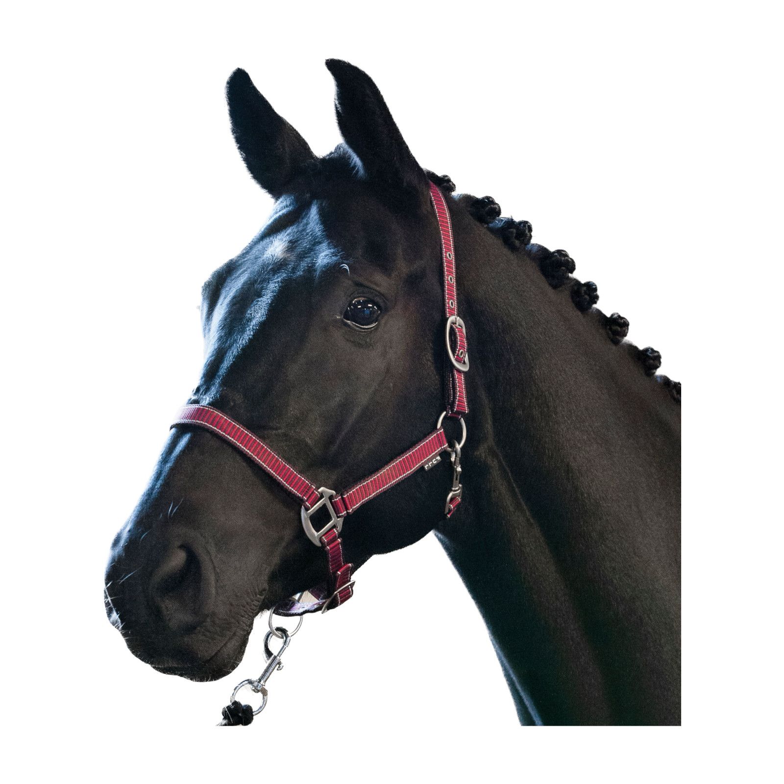 Bild von Horse Guard RIO Halfter