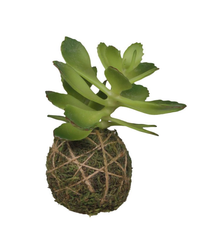 Bild von Chic Antique Fleur Sukkulente mit Moos Ball, H10 cm, grün