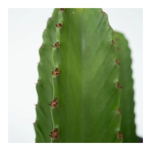 Bild von Plant in a Box - Euphorbia Ingens 'Cowboy-Kaktus'